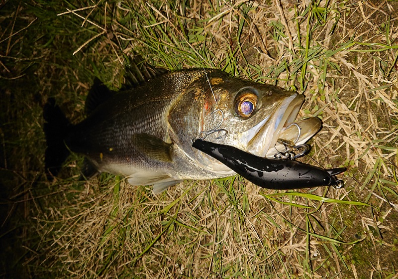 神崎川シーバス カテゴリ一覧 関西釣りユニット 大阪フィッシングクラブモンターナ Montana Osaka Fishing Club